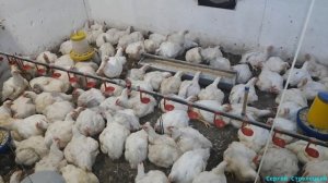 ??Борьба с жарой! Охлаждение помещения! Как уберечь бройлера от перегрева!