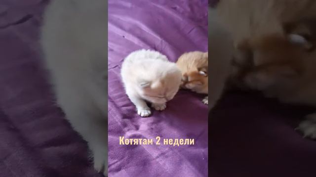котятам 14 дней. #золотаяшиншилла