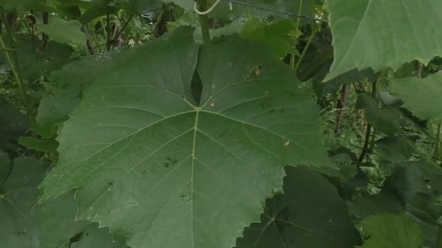 Чеканка и прищипывание винограда Лоза доросла до верхней проволоки смотреть онлайн