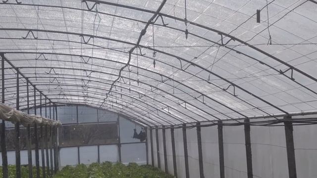 Лучший полив картофеля и огурца в теплице