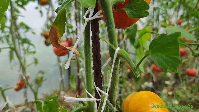 Обзор Минусинских томатов Лев, Слон и Подсинское чудо/Дегустация смотреть онлайн