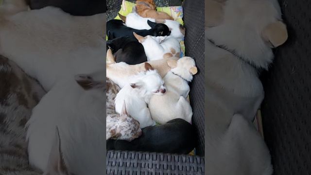 так сложно содержать чихуахуа 🙉 питомник Кастропуло Крым Симферополь продажа щенков 💥 смотреть онлайн