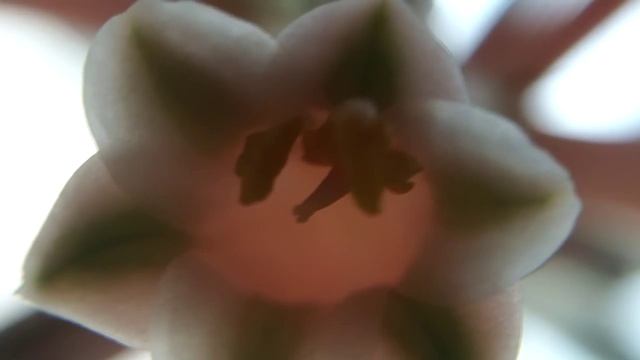 My Aloe Variegata Succulent plant from bud to bloom March 2013 смотреть онлайн