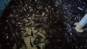 Африканский клариевый сом.Замена воды