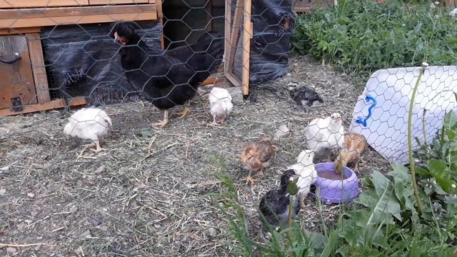 Курица с цыплятами/Brood hen with baby chickens смотреть онлайн
