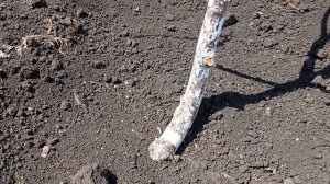 #черешня_вымерзла#что_делать_с_черешней#спилить_на_пенек Черешня вымерзла.Что делать?