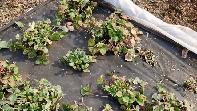 Грядки с земляникой из семян весной. Уборка старых листьев. смотреть онлайн