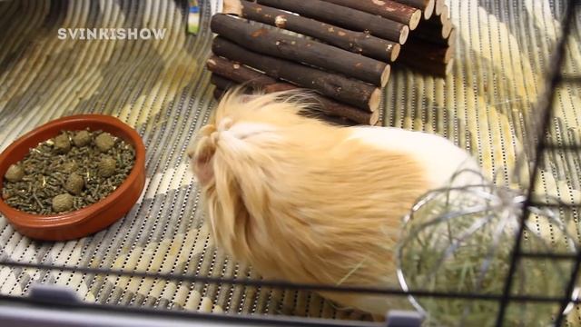 Игрушки Для Морских Свинок / SvinkiShow смотреть онлайн