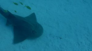 bow mouth guitar fish. Гитарообразный скат или Рохлевый скат.