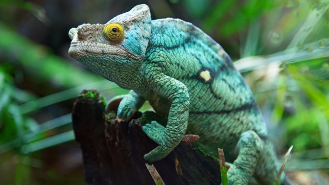 ВЫСТАВКА ЖИВОТНЫХ смотреть онлайн