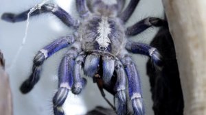 СИНИЙ ПАУК-ПТИЦЕЕД! Poecilotheria metallica!