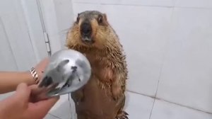 Бобёр моется.