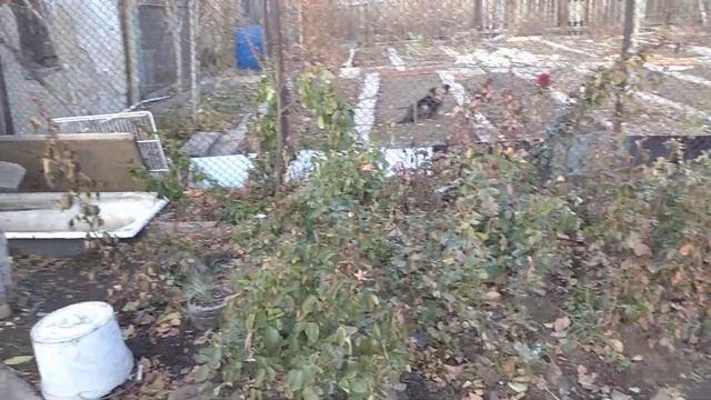 Укрываю молодые розы ,пришла пора ,часть 2 ! смотреть онлайн