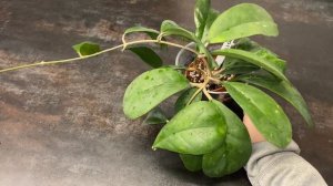 Хойя Виола( Hoya viola) забавные ”груши” на подоконнике ☺️