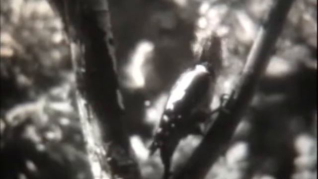 Птицы леса смотреть онлайн