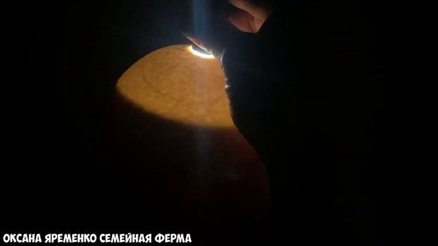 ИНКУБАЦИЯ АФРИКАНСКОГО СТРАУСА / ОВОСКОПИРОВАНИЕ
