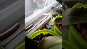 Орхидеи. Фаленопсис растущие на восточном окне и новички.