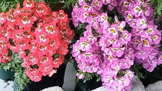 Schizanthus flower display in the botanical gandens conservatory смотреть онлайн