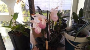 Quick orchid updates - Paphiopedilum delenatii