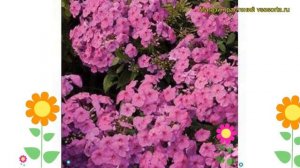 Флокс метельчатый Флейм Пинк. Краткий обзор, описание характеристик phlox paniculata Flame Pink