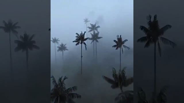 ??Долина Кокора, Колумбия.
В этой долине произрастают самые высокие пальмы в мире, это так называем