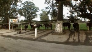 Птицекалипсис: шок и трепет