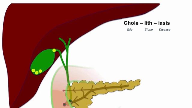 USMLE RX - 4.Желудочно-кишечный тракт - 1.Анатомия - 2.Структуры желчевыводящих путей