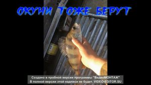 Рыбалка на спиннинг Рыбалка , Обзор воблеров беаркинг ,тини магалон Копии от Bearking.БЕШЕНЫЙ