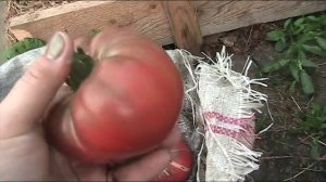 Сорт томата Гери о Сена // Секреты хороших урожаев.