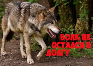 Интересная история. Волк не забыл о помощи человека.