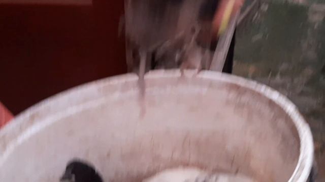 Выношу цыплят вёдрами /Переселили курочек / Пирожки от @allakovalchyk9707 смотреть онлайн