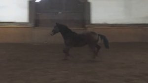 PROTEUS (Brentino x Pegasus HB) FOR SALE