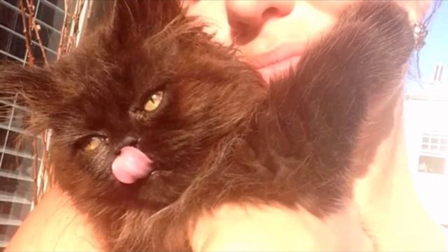 Все воротили нос от этого котёнка. Но только посмотрите, во что он вырос! Вы не поверите смотреть онлайн