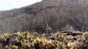 Необыкновенные обыкновенные насекомые. Богомол Эмпуза