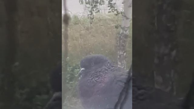 Чеченка мне ее нашла🙏👍👍👍я рада🥰🥰🥰 смотреть онлайн