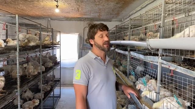 Выращивание бройлерных курей на своём участке. Бизнес на бройлере кобб 500