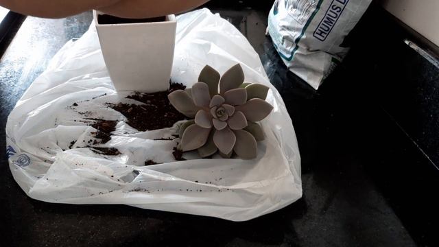 Echeveria Debbie replante #suculentas смотреть онлайн