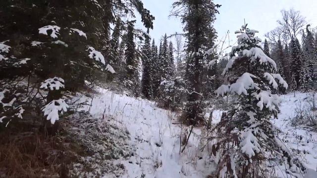 Быт на таёжном промысловом участке 3 часть  ( подготовка к промысловой охоте ).