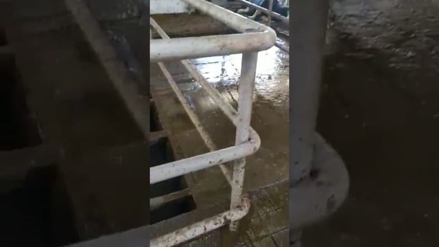Цепной скрепер для уборки навоза Beerepoot от компании РусАгроСистема