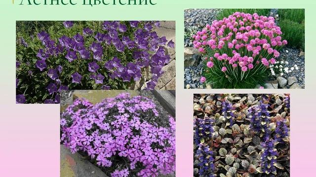 Растения переднего плана в цветнике смотреть онлайн