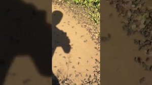 Лягушатник. Лягушачья ферма