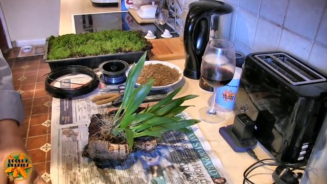 Oncidium Twinkle 'Red Fantasy' - Probelms/Solutions смотреть онлайн