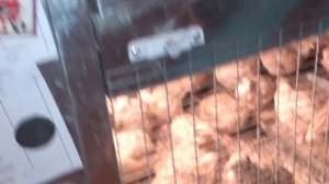 Часть 6. День 21й. МОИ перепела