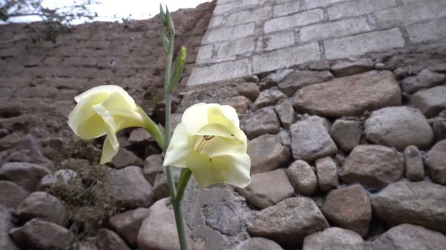 Gladiolos colores mas comunes cultivo 2024 #gladiolus #amarilis #flores смотреть онлайн