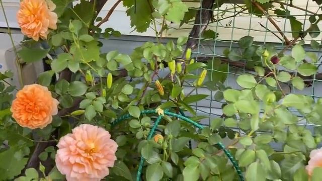 Сорта роз, прогулка по саду 29 мая 22г Лагуна, Коко Локо и другие сорта. смотреть онлайн