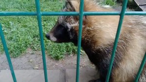 Тебердинский Заповедник