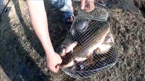 Рыбалка! Красный яр! Сезон по сазану открыт!