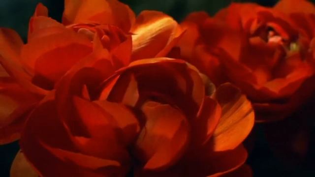 ?Красивые цветы и нежная музыка со звуками моря? смотреть онлайн