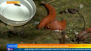 Слизни заполонили Московскую область
