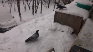 К филину Ёлке в гости пришли голуби.  Pigeons came to visit the Eagle owl